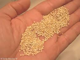 quinoa in hand